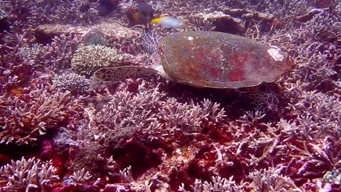 Fish and turtle underwater among corals