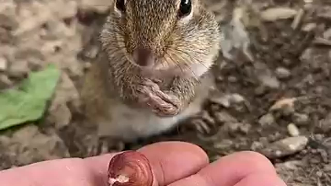 Animal cute