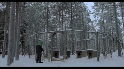 Boy standing by the cage with two husky dogs and looking at them. Winter scene in the woods