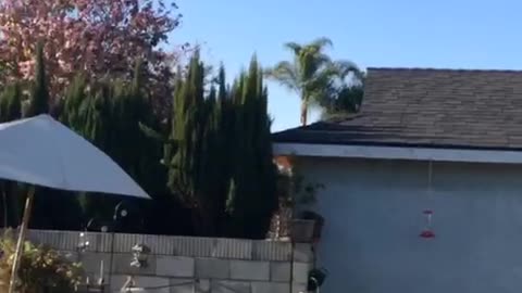 Golden retriever barking at hot air balloon in the sky