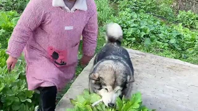 My Dog Husky is very Obedient