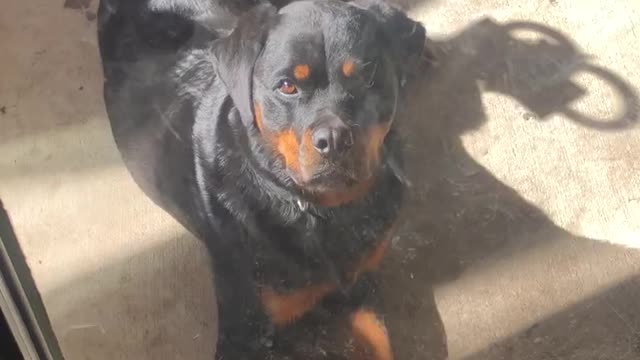 Rottweiler ready to come inside for Breakfast. *Wait for it*