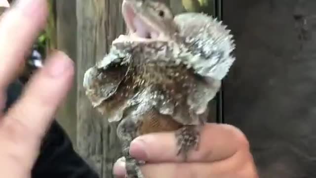 cute animal