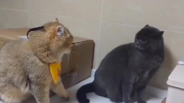 Two cats getting into each other when nothing is there 🤣🤣