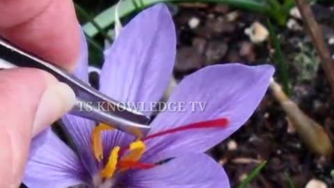 Grow_Saffron_ll_Zafran_Earn_50-60_Lacks_Per_Kanal_Annually(360p)