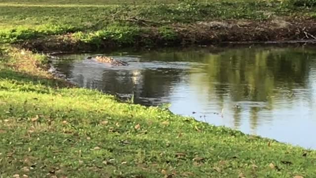 Gator on the Green