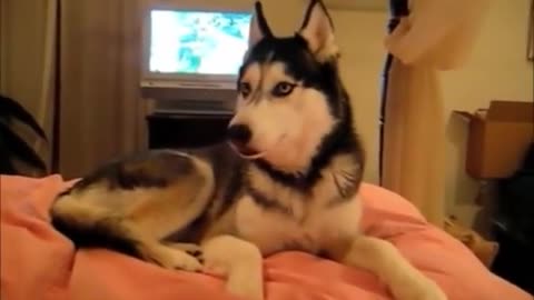 Funny dog videos #1