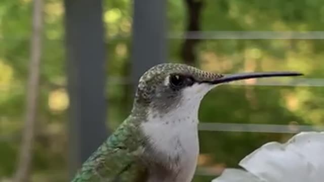 Hand feeding a cute Hummingbird💕 #hummingbird #animals #bird