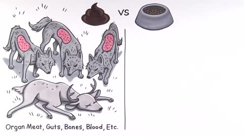 How to Stop Poop Eating in Dogs |