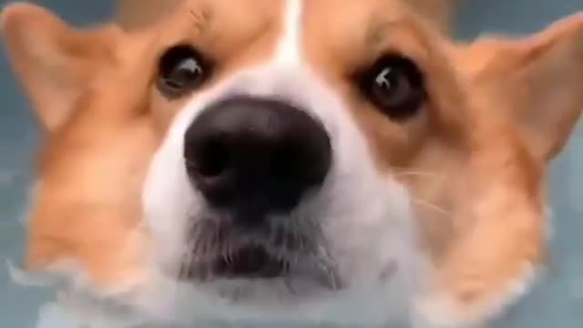Unsinkable butt Of Puppy
