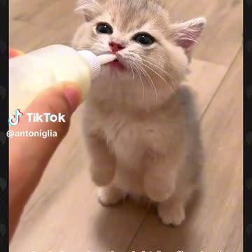 Cute cat drinkibg milk