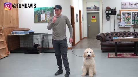Teach ANY dog to walk pleasant on the leash | 5 MINUTE DOG TRAINING RESULTS!