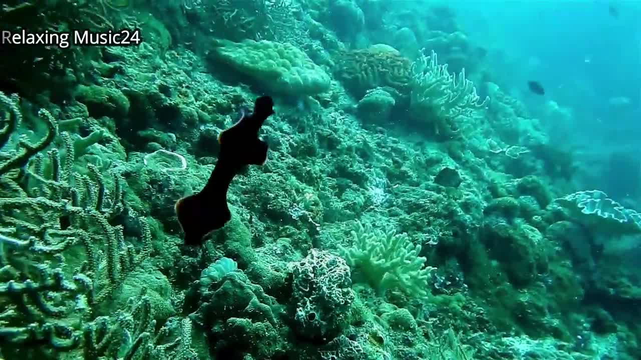 Relaxing Music, Stress Relief Music, Fish, Aquarium Sleeping by Relaxing