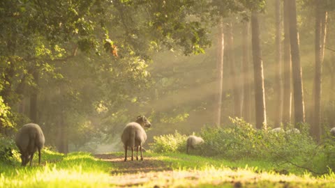 Sheep grazing