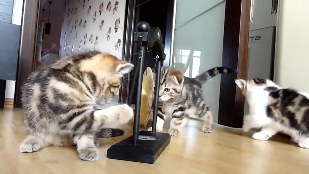 cats funny video