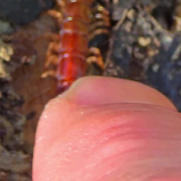 Millipede touched with finger / Millipedes in nature.