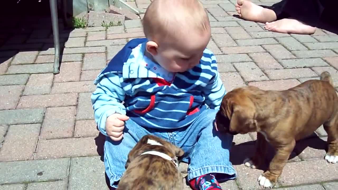 amazing frienship between baby and twins puppy