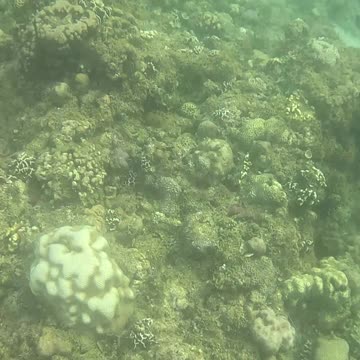 Snorkeling Through a Rejuvenating Coral Reef Oasis