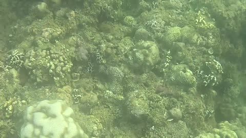 Snorkeling Through a Rejuvenating Coral Reef Oasis