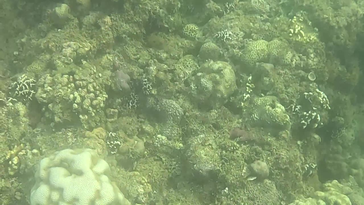 Snorkeling Through a Rejuvenating Coral Reef Oasis