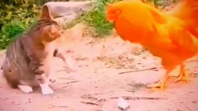 Baby Cats - Cute and Funny Cat Videos Compilation #34 | Aww Animals