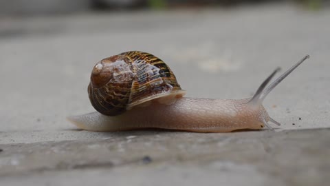 A snail crawling on the ground