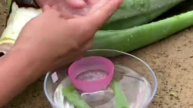 Extracting aloe vera oil