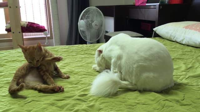 Cat brother grooming after bathing