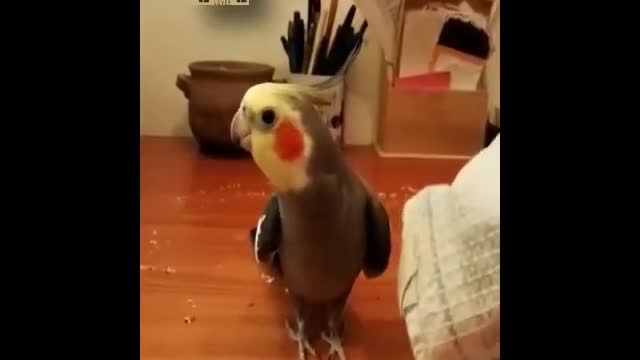 Funny Parrots Videos Compilation cute moment of the animals - Cutest Parrots