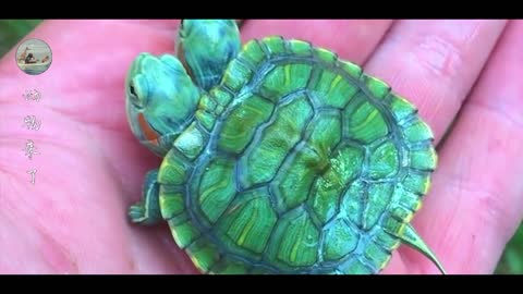 strange two-headed turtle