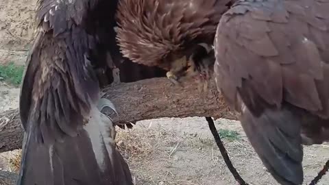 The hungry golden eagle is eating a mouse🦅🦅🦅!!!