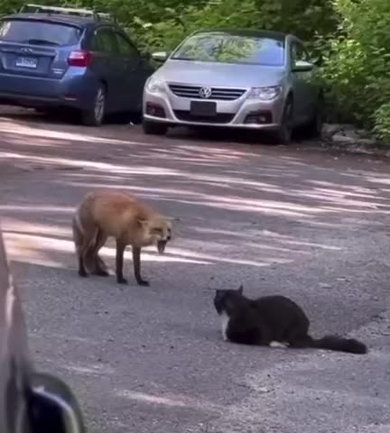 Cat don’t care Mr fox 🤣🤣