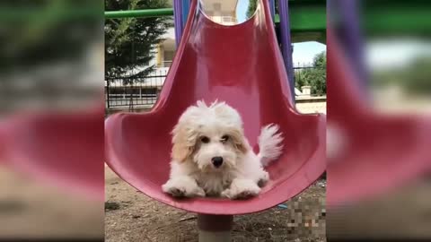 Baby dogs - cute and funny