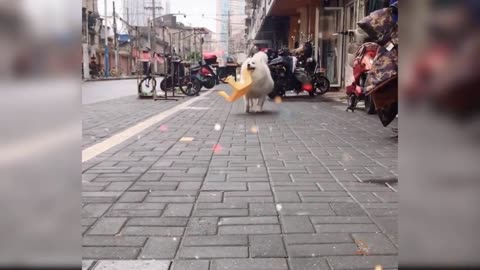 Baby Dogs - Cute and Funny Dog Videos Compilation #20 | Aww Animals