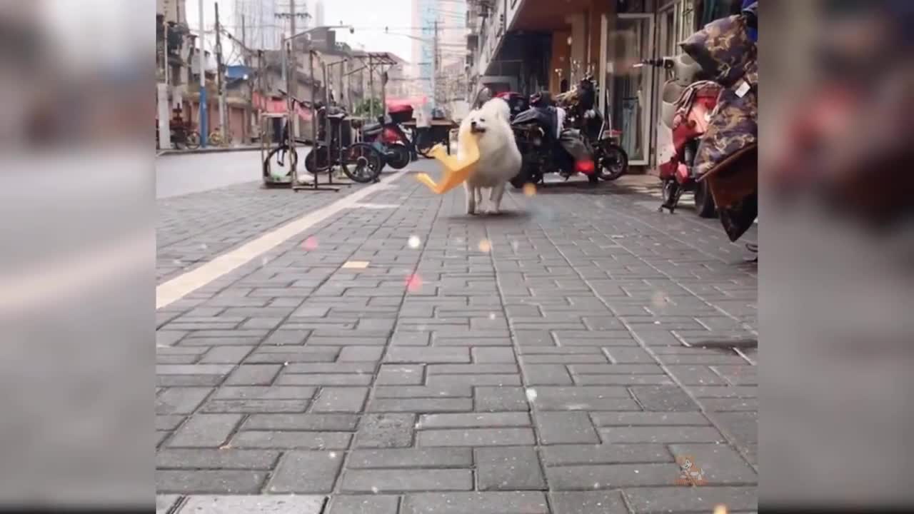 Baby Dogs - Cute and Funny Dog Videos Compilation #20 | Aww Animals