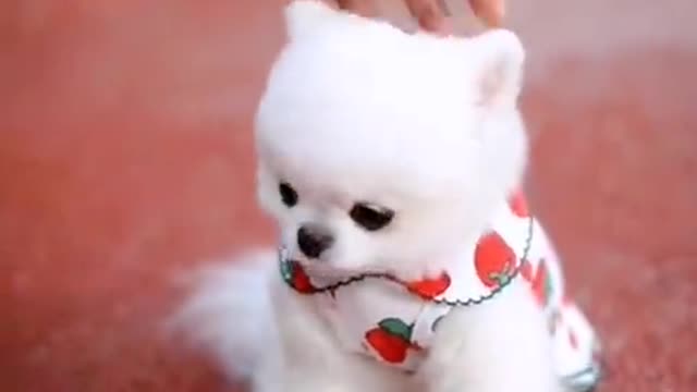 funny tiktok dog videos and cute animal