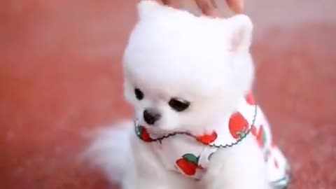 funny tiktok dog videos and cute animal