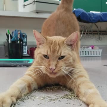 😂 This cat really loves catnip #shorts @FurryTails