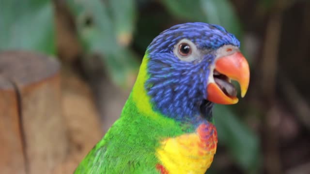 Parrot - beauty