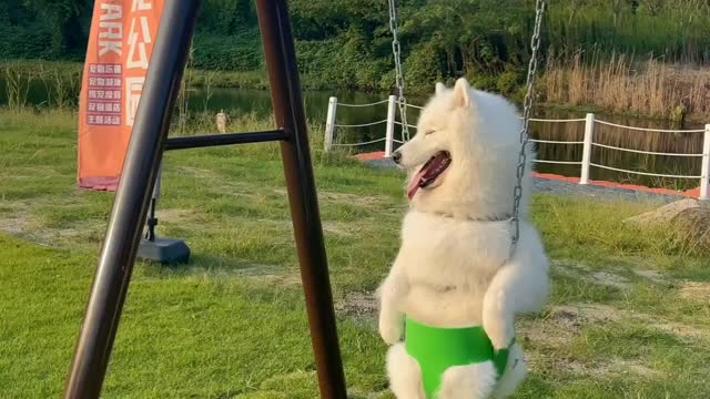 My dog doesn't want to go home on the swing