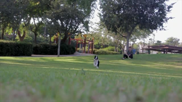 dogs adorably decide to go apple picking