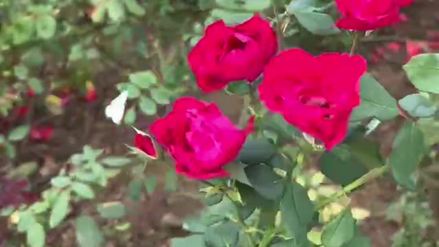 Looking at flowers makes people feel happy