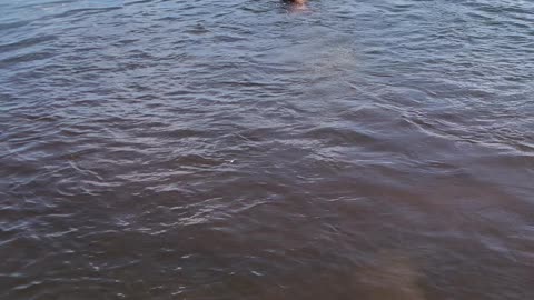 Doggies having some camp time fun