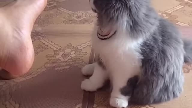 #Funniest​ Animals Real 😹 Best Of The 2020 #Funny​ Animals Videos - Try Not To Laugh