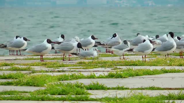 Very beautiful pigeons and seagulls 2021.