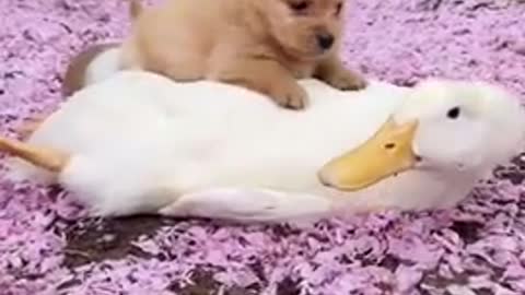 Funny video of pets