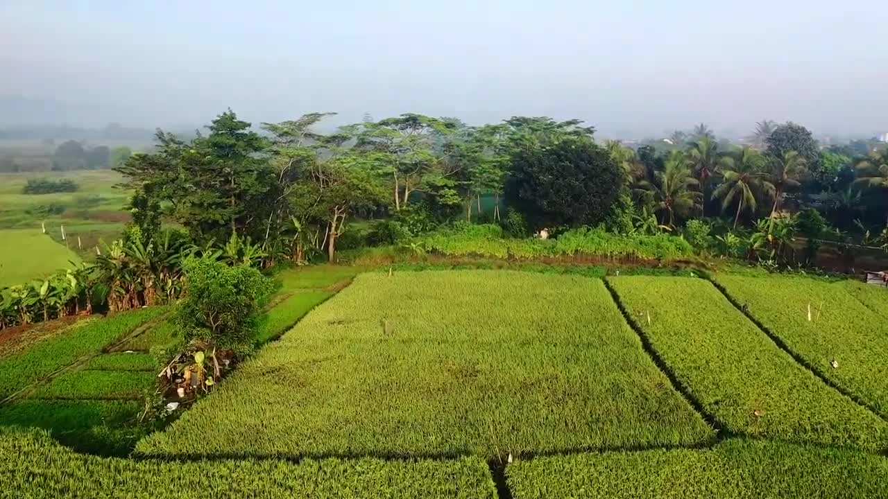 Agriculture Drone View 4K [ Full HD ] _ No Copyright _ Nature In 4K