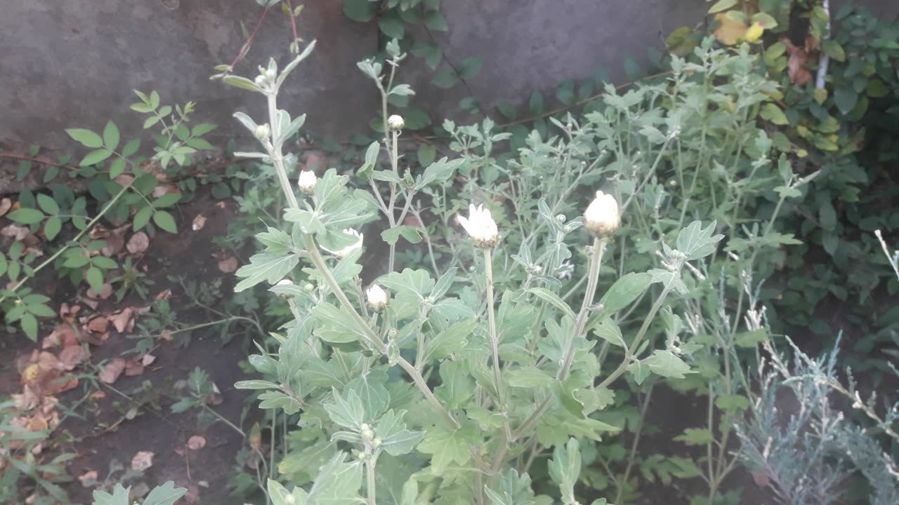 Chrysanthemum starts to bloom