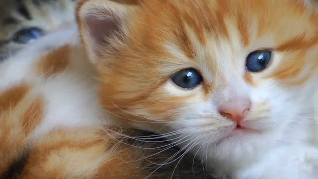 Cute Little Kitty Baby Funny Video