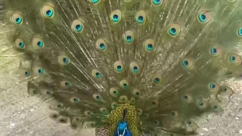 Pavo real